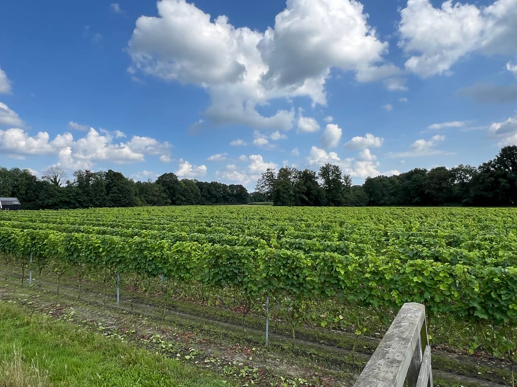 Wandelen en reflecteren
